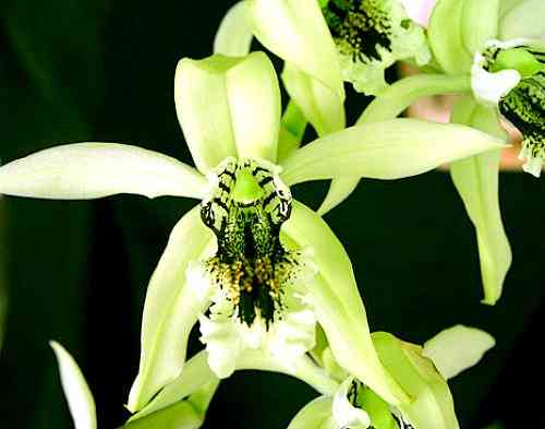 Coelogyne pandurata 